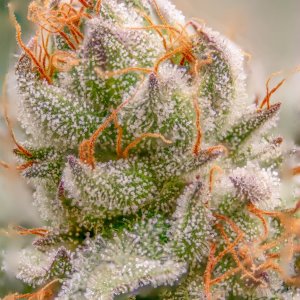 Seedsman Banana Jealousy Trichomes week 7 tricia-2.jpg