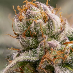 Seedsman Banana Jealousy Trichomes week 7 tricia-3.jpg