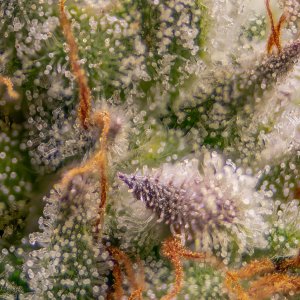 Seedsman Banana Jealousy Trichomes week 7 tricia-4.jpg