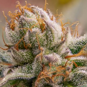 Seedsman Banana Jealousy Trichomes week 7 tricia-5.jpg