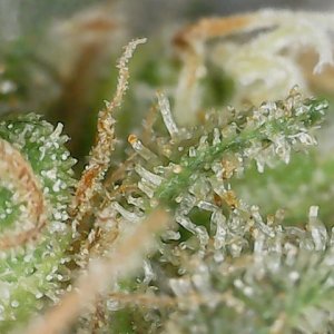 HL 6-10-24 F71 trichs (4).jpg