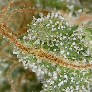 HL 6-10-24 F71 trichs (5).jpg