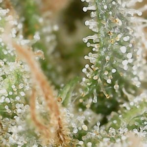 HL 6-10-24 F71 trichs (1).jpg