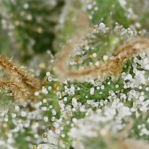 HL 6-10-24 F71 trichs (2).jpg