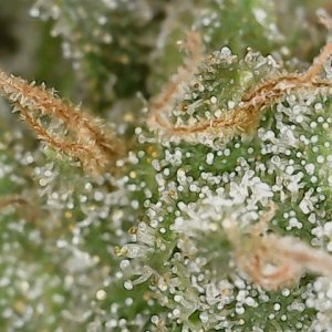 HL 6-10-24 F71 trichs (3).jpg