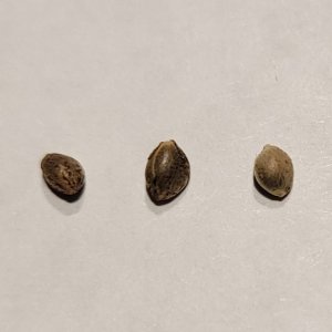 20240607_234930 CD-1 test germination seeds.jpg
