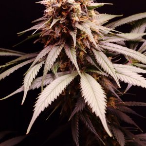 Afghan Hash Plant Fem. #1 by Canuk Seeds-Day 50 of Flowering-6/10/24