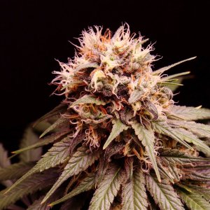 Afghan Hash Plant Fem. #1 by Canuk Seeds-Day 50 of Flowering-6/10/24