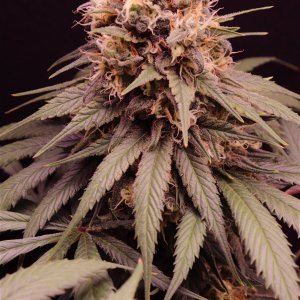 Afghan Hash Plant Fem. #1 by Canuk Seeds-Day 50 of Flowering-6/10/24