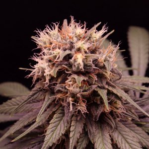 Afghan Hash Plant Fem. #1 by Canuk Seeds-Day 50 of Flowering-6/10/24