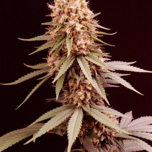 Afghan Hash Plant Fem. #2 by Canuk Seeds-Day 50 of Flowering-6/10/24