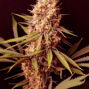 Afghan Hash Plant Fem. #2 by Canuk Seeds-Day 50 of Flowering-6/10/24