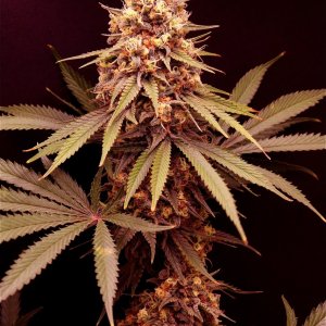 Afghan Hash Plant Fem. #2 by Canuk Seeds-Day 50 of Flowering-6/10/24