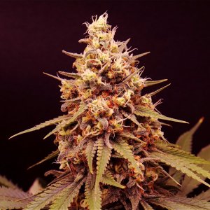 Afghan Hash Plant Fem. #2 by Canuk Seeds-Day 50 of Flowering-6/10/24