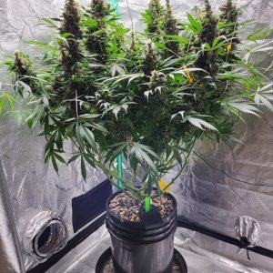 Bruce Banner Auto