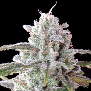 Mac 1 Strain-4.jpg