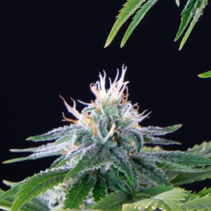 Peanut Butter Breath Strain-2.jpg