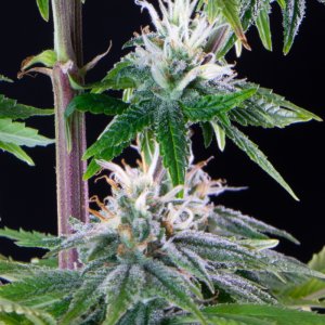 Peanut Butter Breath Strain-3.jpg