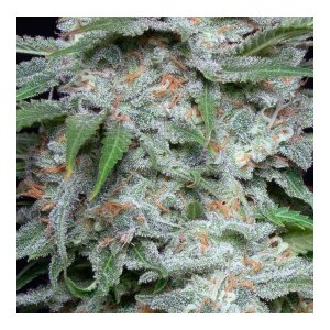 Slurricane Strain-4.jpg