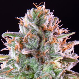 Zoap Strain-4.jpg