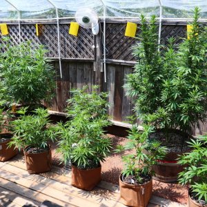 2024 Outdoor Grow Project-6/11/24