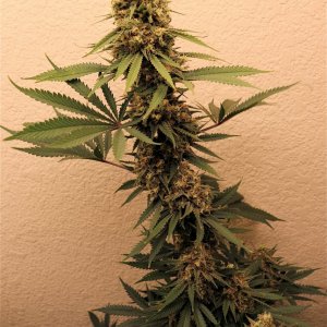Afghan Hash Plant Fem. #2 by Canuk Seeds-Day 51 of Flowering-6/11/24