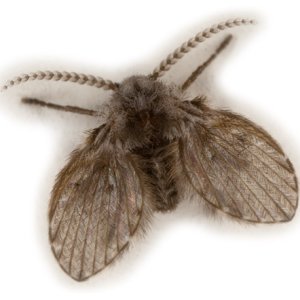 Clogmia_Albipunctata_cropped.jpg