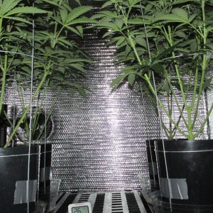 Seedsman PGC lollipopped hempy.JPG