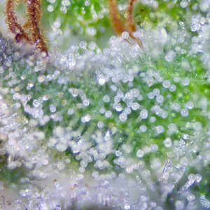 Seedsman Banana Jealousy Trichomes-1.jpg