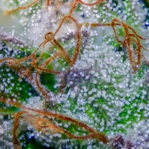 Seedsman Banana Jealousy Trichomes-2.jpg