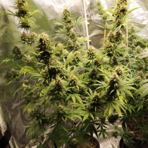 Apple Betty Fem. by Herbies Seeds-Day 52 of Flowering-6/12/24