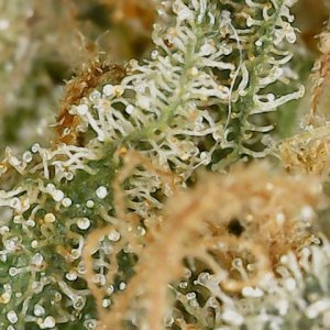 BC 6-12-24 F73 trichs (1).jpg