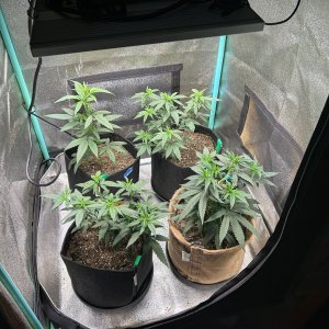 P2 clones 6-13-24 D32 tent.JPG