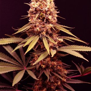 Afghan Hash Plant Fem. #2 by Canuk Seeds-Day 53 of Flowering-6/13/24