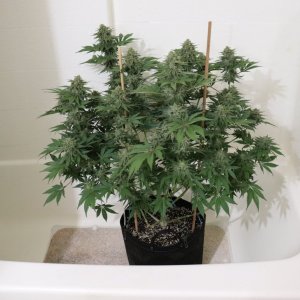 Bathtub OGK x GDP/Light Dep. Project-Day 53 of Flowering-6/13/24