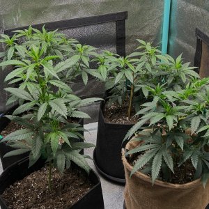 P2 clone 6-15-24 D34 tent.JPG