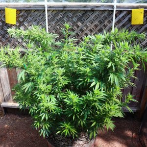 2024 Outdoor Grow Project-Acapulco Gold Fem. by Canuk Seeds/Day 1 of Training-6/15/24