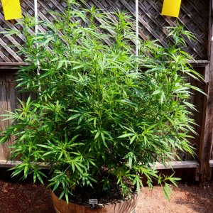 2024 Outdoor Grow Project-Mango Mousse by Herbies Seeds-6/15/24