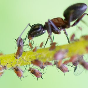 Aphids and ant.jpg