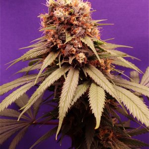 Afghan Hash Plant Fem. #1 by Canuk Seeds-Day 55 of Flowering-6/15/24