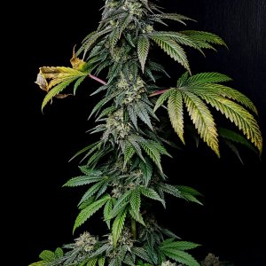 Banana Jealously #3 day 45 flower, 105 days total