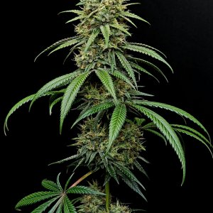 Purple Ghost Candy #1 day 45 flower, 105 days total