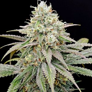 Purple Ghost Candy #2 day 45 flower, 105 days total