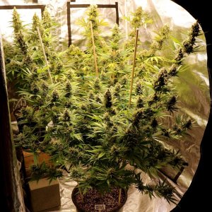 Apple Betty Fem. #1 by Herbies Seeds-Day 56 of Flowering/Harvest Day-6/16/24