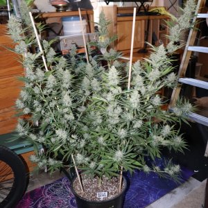 Apple Betty Fem. #1 by Herbies Seeds-Day 56 of Flowering/Harvest Day-6/16/24