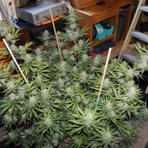 Apple Betty Fem. #1 by Herbies Seeds-Day 56 of Flowering/Harvest Day-6/16/24