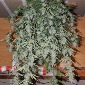 Apple Betty Fem. #1 by Herbies Seeds-Day 56 of Flowering/Harvest Day-6/16/24