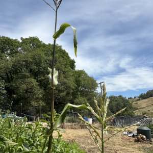 Corn patch