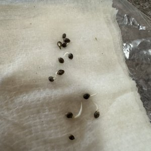 GSC seeds