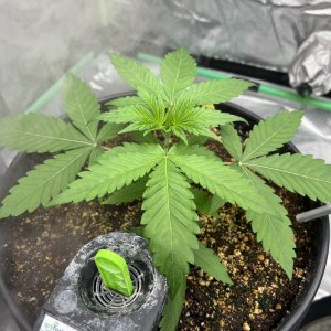 Seedsman - Purple Ghost Candy - Dana